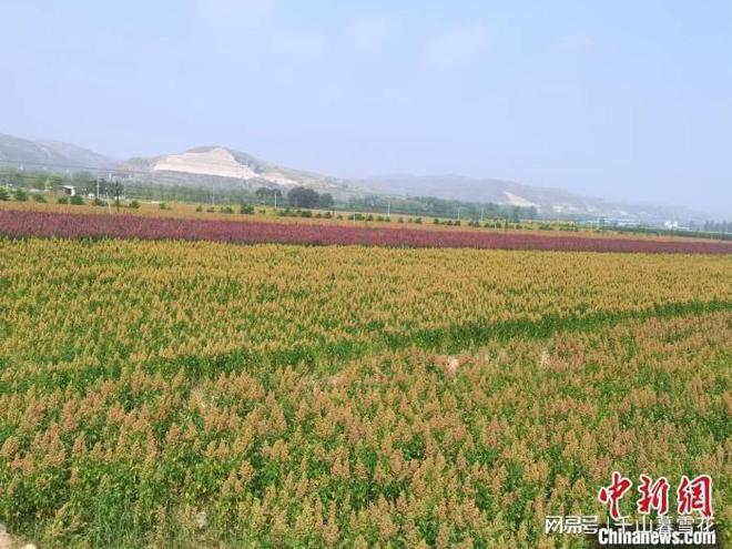 ”花开晋西北：“中国藜麦之乡”的破茧麻将胡了游戏走进中国乡村）“洋庄稼(图1)